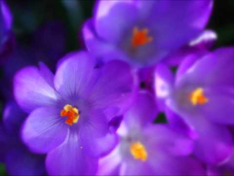 Lilac Wine - Amy Jeffs and Ben Comeau