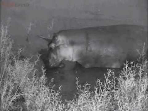 Time to get up for Mom and Baby Hippo at Djuma  5:15AM  Feb 21, 2014