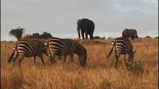 Maasai AFRICAN GUIDES