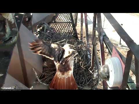 "Egg-citing" News From 2019 Cornell Hawks Cam | Big Red Lays First Egg – March 23, 2019