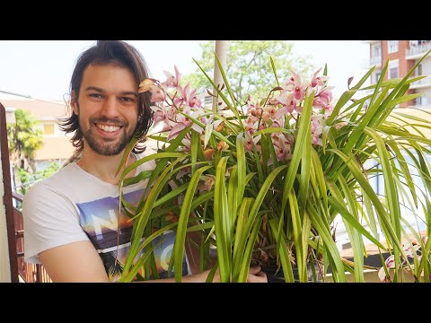 🌸Cymbidium: How to Grow It Best - Watthias