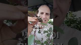 בזיל מג'יק מאונטיין צמח שראוי שיקבל במה