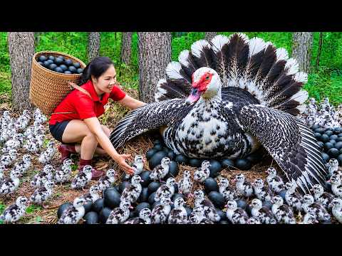 The Secret to harvesting Wild Ducks and hundreds of thousands of Eggs by people in the highlands