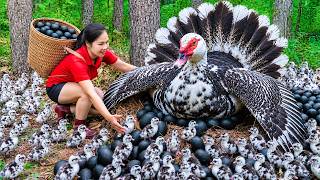 The Secret to harvesting Wild Ducks and hundreds of thousands of Eggs by people in the highlands MQDEFAULT Thumbnail