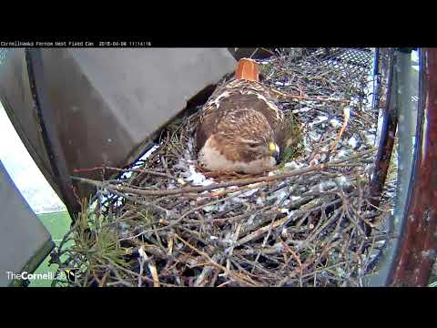 Snowy Incubation Switch On Cornell Hawks Cam – April 6, 2018