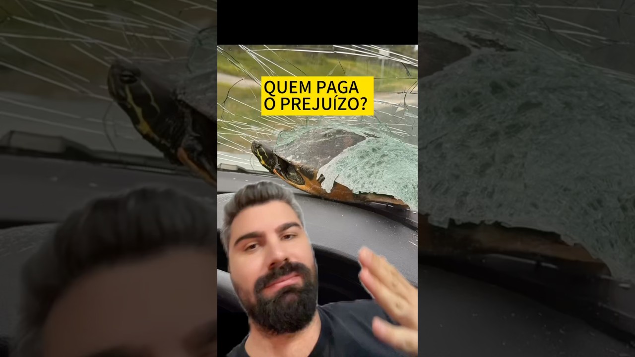 Quem paga o prejuízo? 🐢🚙