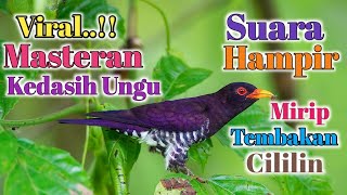 Download lagu Virall..!! Violet Cuckoo||Kedasih Ungu Tembakan Mirip Cililin Cocok Untuk Masteran Burung Kicau Anda mp3 Download lagu Virall..!! Violet Cuckoo||Kedasih Ungu Tembakan Mirip Cililin Cocok Untuk Masteran Burung Kicau Anda mp3