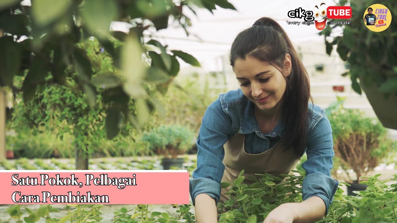 Sains Tahun 3: Satu Pokok, Pelbagai Cara Pembiakan