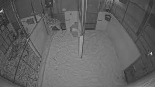 Download lagu Cincinnati Zoo Giraffe Birth Watch - Indoor mp3