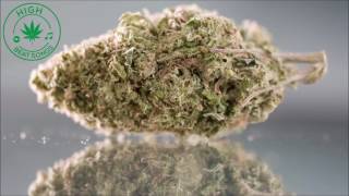 Download lagu Rebelution - Inhale Exhale feat. Protoje mp3