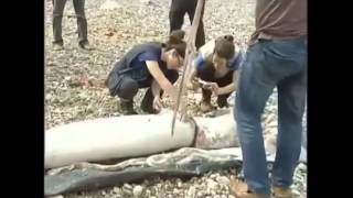 preview picture of video 'Xem quái vật mực khổng lồ dạt vào bờ biển'