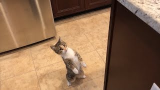 Cats Teach Kittens: How to Get up on the Counter