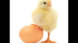 Смотреть онлайн Кормление и содержание цыплят в домашних условиях