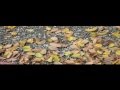 Planet Asia x DirtyDiggs - Tiger Stripes ft  Purple Kloud (official video)