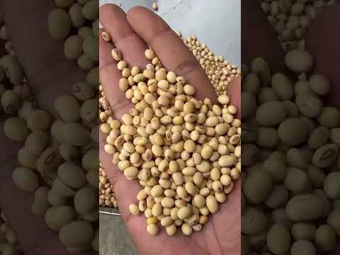 Indian Soybean Exporter | Organic & Non-GMO Soybeans | Bulk Soya Beans Supplier from India – Rajat Global video 4