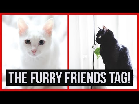 download lagu mp3 mp4 Furry Friend Tag Questions List, download lagu Furry Friend Tag Questions List gratis, unduh video klip Furry Friend Tag Questions List