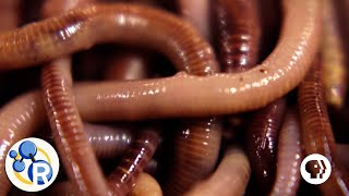How Worms Turn Garbage into Compost