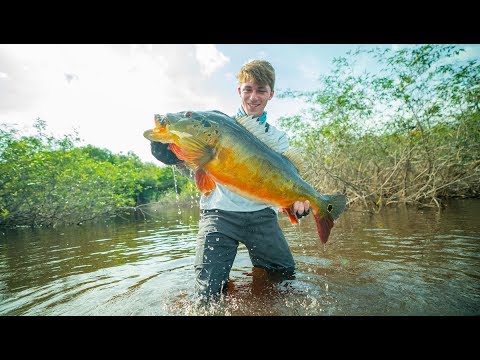 The Fish That Broke The Record -- (Amazon River BEAST)