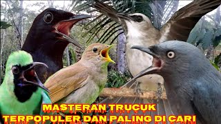 Download lagu masteran Trucuk dengan kombinasi suara burung masteran terbaik dan mudah di Tirukan. mp3 Download lagu masteran Trucuk dengan kombinasi suara burung masteran terbaik dan mudah di Tirukan. mp3