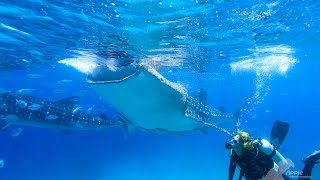 preview picture of video 'Whale shark diving, Oslob 2014'