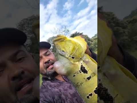 repreza de Raul Soares MG tucunaré bonitos