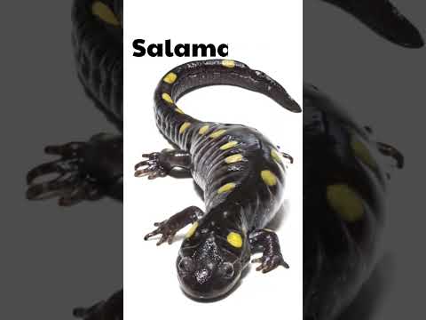 اسماء البرمائيات بالانجليزي