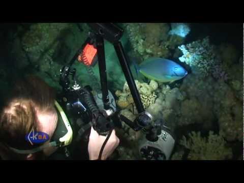 Red Sea night dive.