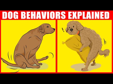 YouTube video about: Why does my dog rub his body on my bed?