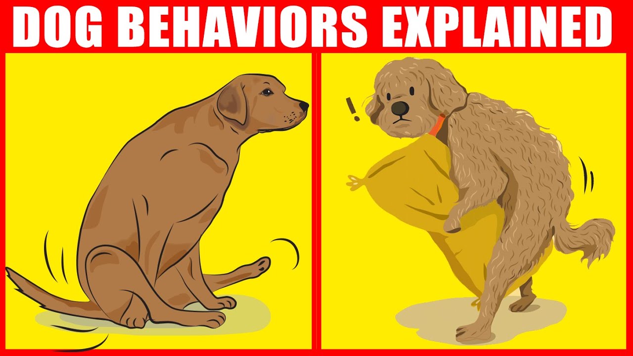 The Meaning Behind 21 Strangest Dog Behaviors | Jaw-Dropping Facts about Dogs