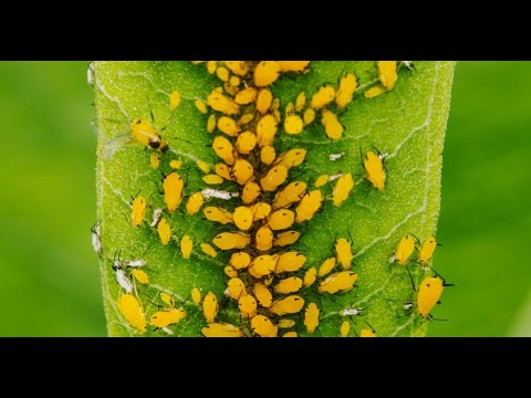 バラにアブラムシを寄せ付けない