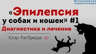 Смотреть онлайн Способы лечения эпилепсии у собак