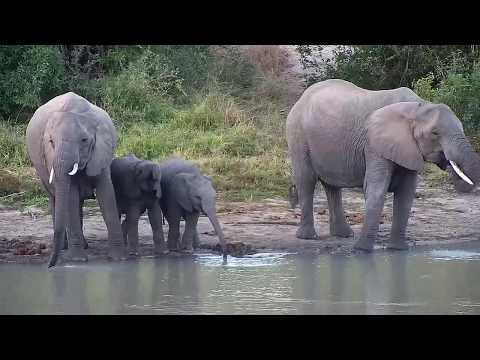 Djuma: Elephants enjoying a drink at Vuyatela Dam-Pt:2 - 16:40 - 06/02/20