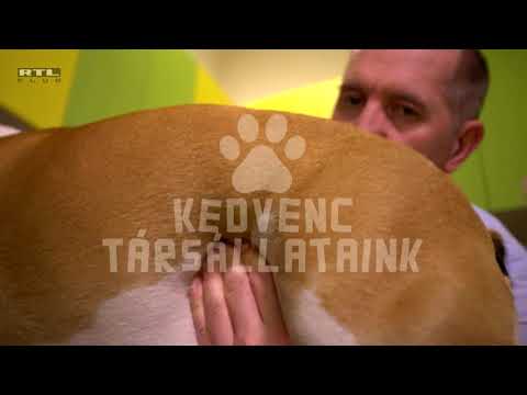 KEDVENCEK 014  juhasz doki  kutya V5
