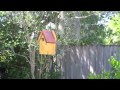 Bluebird in the Backyard 2 (plus camera fail)