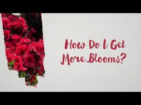 How Do I get More Azalea Blooms on My Reblooming Azaleas?