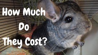 How Much Do Chinchillas Cost?
