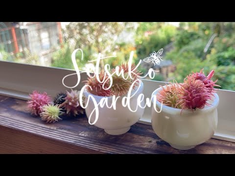 トウゴマ、奇跡の木 植物