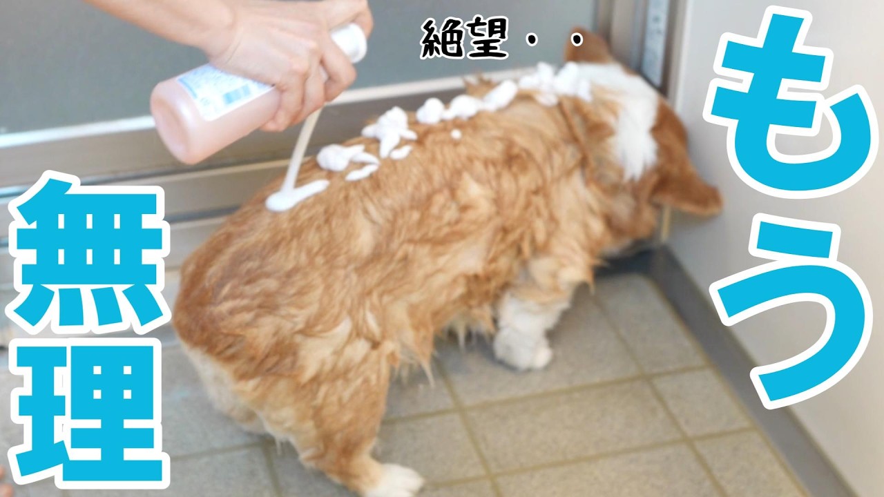 お風呂で絶望しすぎる愛犬を励ましながらシャンプーする日！