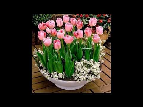 Inna vs Elena feat. J.Balvin & Danny Mazo - Cola Loco (AdWave Mash-Up)