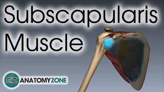 Subscapularis |  Muscle Anatomy
