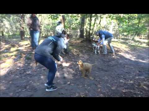 Losloopwandeling Instructie film Hondenschool Kersten