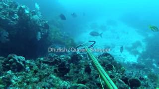SCUBA Diving Mandurah October 2012