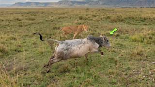 Guia salva touro Massai de ataque de leoa!!!