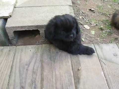 Puppies in Cinder Block Tunnels