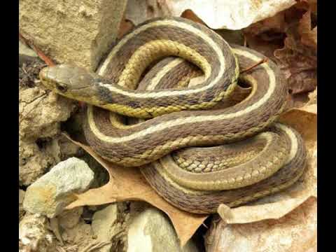 VIDEO Tafsir Mimpi Ular Kuning Terpopuler  Info Laris
