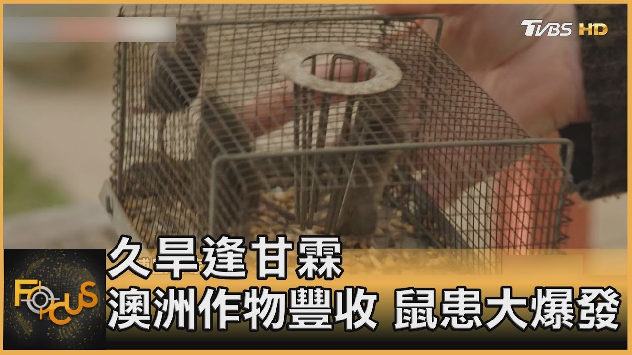 久旱逢甘霖 澳洲作物豐收.鼠患大爆發
