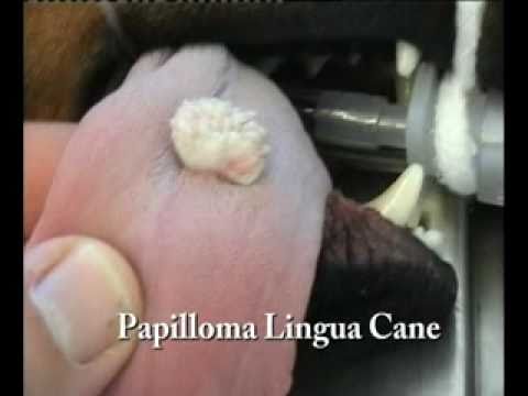 papilloma benigno cane