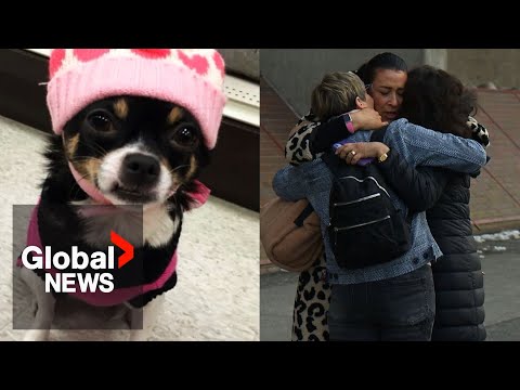 "Justice": BC man gets jail time for killing ex-girlfriend’s Chihuahua