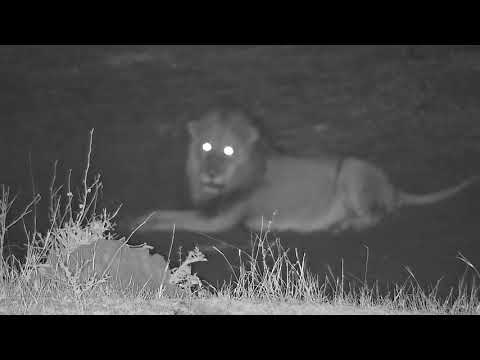 Djuma: Lion-Dark Mane Avoca Male moves off from resting area to behind cam  - 21:18 - 09/30/21