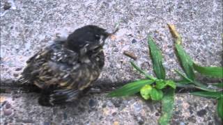 The Notwist - Shrink - Electric Bear